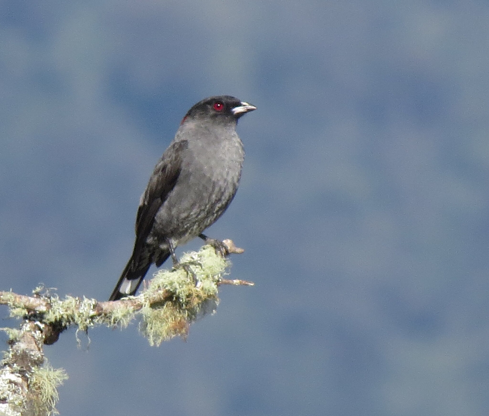 image Red-crested Cotinga